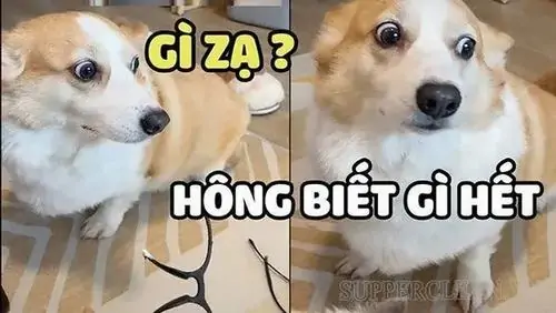 24 Ảnh chế ngây ngô hai chú chó mặt ngắn đứng cạnh nhau, một con nhìn thẳng như hông biết gì hết trước câu hỏi khó