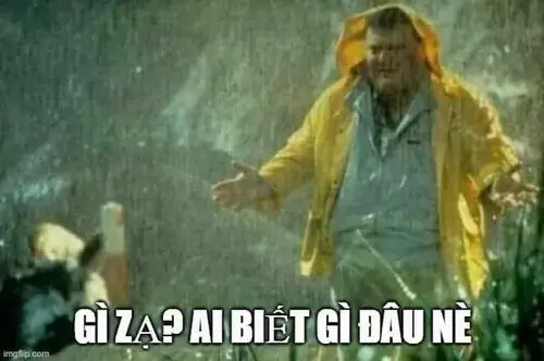 28 Hình hài hước chối tội hải cẩu bộ lông xám trắng ngước mắt trước biển xanh, ánh sáng tự nhiên làm vẻ ngây thơ rõ