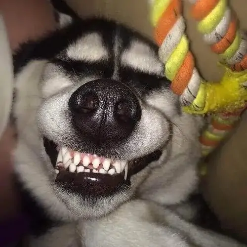 72 Ảnh Meme Cười Nhe Răng Cực Tấu Hài Giúp Bạn Thả Phản Ứng Chuẩn Từng Tình Huống