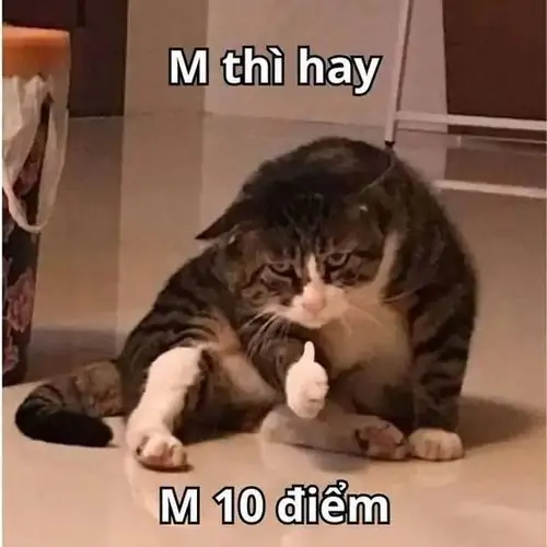 27 Con mèo mướp nằm trên ghế giơ chân sau, dòng chữ M thì hay M 10 điểm khiến dáng lười cũng thành lời khen