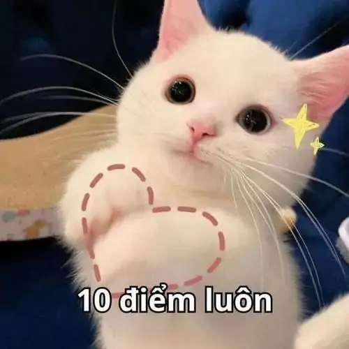 31 Chú mèo trắng nằm cạnh hình trái tim, mắt mở to và chữ 10 điểm luôn tạo cảm giác khen mềm xỉu, hợp bình luận