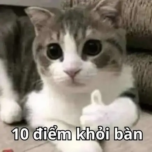 32 Meme điểm mười tròn trĩnh chú mèo xám trắng ngồi ngoan, dòng chữ 10 điểm khỏi bàn làm vẻ mặt ngơ ngác thành xác nhận