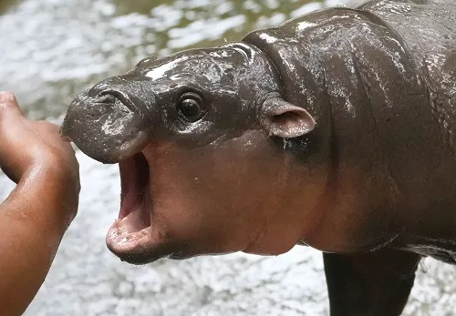 27 Meme vui hà mã con đang nhìn vào gương với vẻ mặt ngạc nhiên như lần đầu tiên thấy được sự đáng yêu của chính mình.