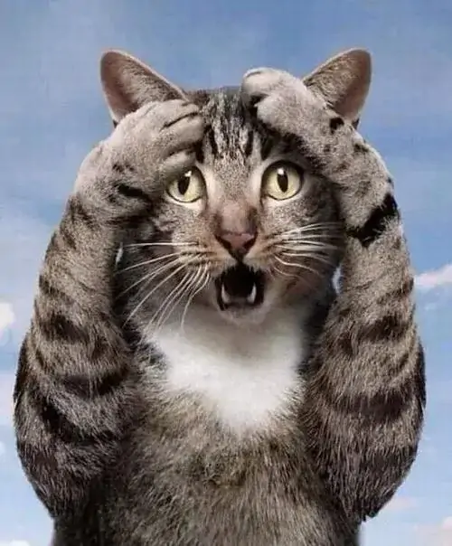 30 Ảnh Meme Mèo Ôm Đầu Với Gương Mặt Bi Kịch Khiến Ai Nhìn Cũng Thấy Đồng Cảm