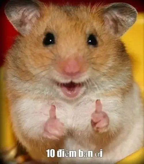 13 Chú hamster cười hé miệng giơ hai ngón cái, phông nền tối và dòng chữ nhỏ khiến lời 10 điểm trông vừa ngây vừa lầy