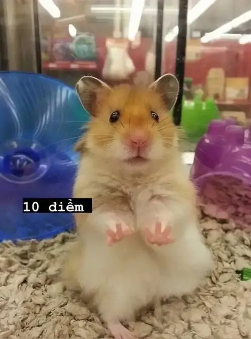 7 Chú hamster màu vàng đứng trong chuồng, hai chân trước giơ lên như thả tim, dòng chữ 10 điểm nhìn nhỏ xíu mà duyên
