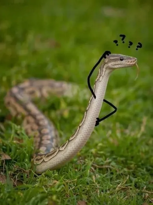 18 Meme hài con rắn nhỏ ngoi lên khỏi mặt đất nhìn xa xăm như đang trầm ngâm suy nghĩ về sự đời.