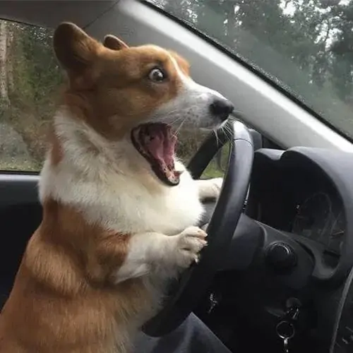 30 Chú chó đeo dây an toàn trong ô tô, miệng há rộng tạo ảnh meme hoảng hốt như lần đầu phải tự lái xe