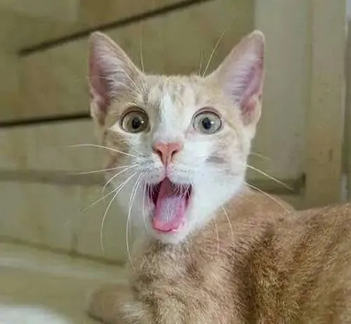 52 51