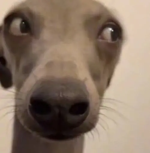 177 176