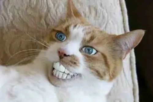 65 64