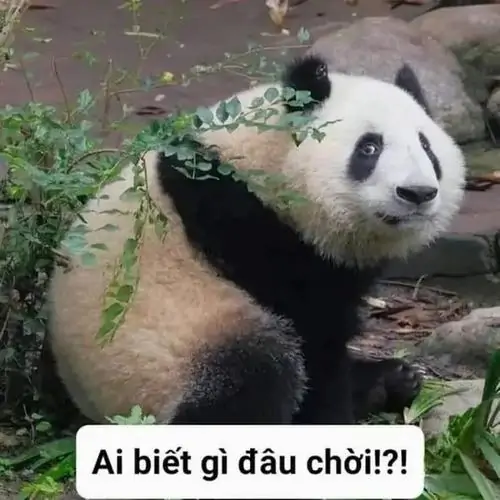 2 Chú gấu trúc ngồi giữa cây lá, mắt mở tròn cùng dòng chữ ai biết gì đâu chơi khiến cảnh ngoài trời thêm lầy