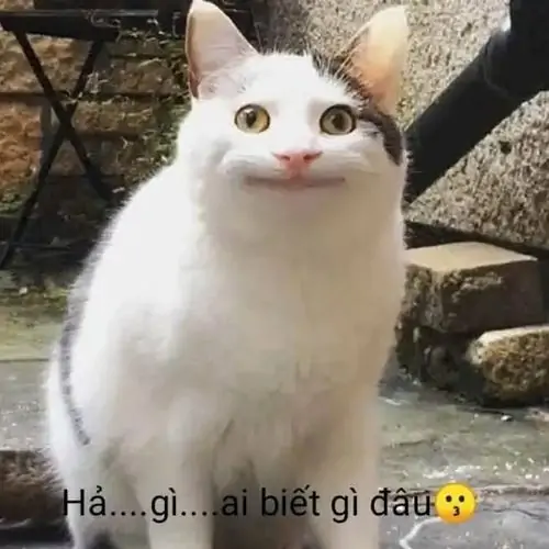6 Mèo trắng ngồi trước sân có đôi mắt to tròn và miệng nhỏ khựng lại, dòng chữ hả gì ai biết gì đâu