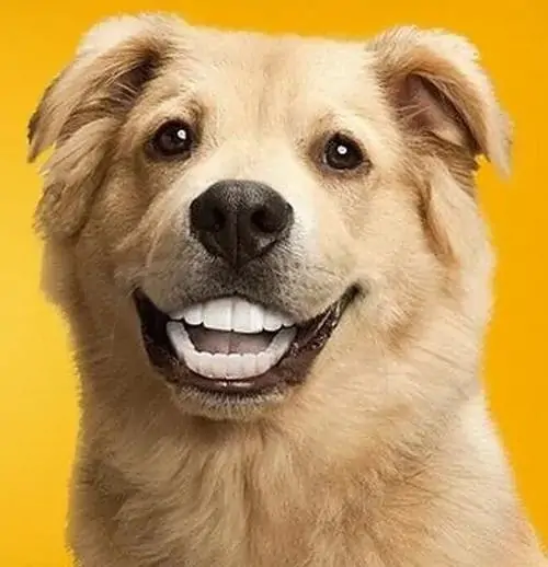 16 Ảnh troll chú chó lông vàng ngồi trước nền vàng, nụ cười lộ răng gượng gạo như đang cố tỏ ra thân thiện