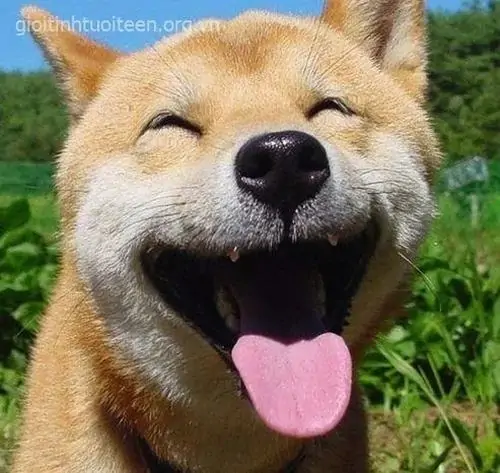 4 Ảnh chế cười chú chó Shiba thè lưỡi giữa bãi cỏ, đôi mắt híp lại như đang tận hưởng pha trêu chọc ai đó