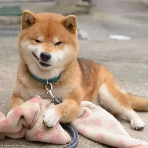 9 Chú chó shiba nằm thảnh thơi trên sân xi măng với đôi mắt lim dim cùng khuôn mặt cười tươi rói bên cạnh món đồ chơi của mình.