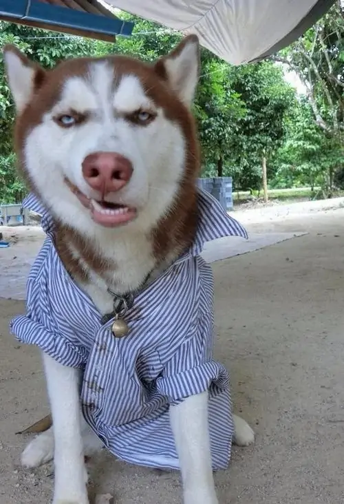 1 Chú chó ngáo dòng husky mặc áo sơ mi xanh đang nheo mắt cười đầy tinh quái như vừa bày đầu một trò đùa nghịch ngợm trong sân.