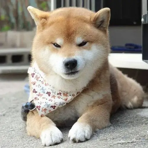 3 Chú chó shiba đeo khăn rằn cổ nhìn nghiêng với ánh mắt đầy tính toán tạo nên một hình chế cười khẩy độc đáo khiến người xem bật cười.