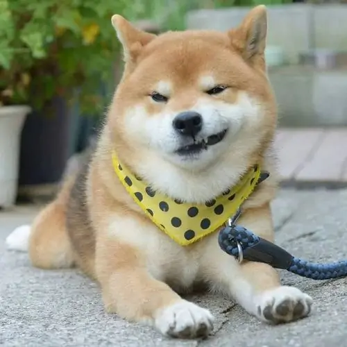 8 Meme chế chú chó shiba đeo chiếc khăn vàng chấm bi đang híp mắt cười thỏa mãn vô cùng thích hợp làm biểu tượng cho sự thành công.