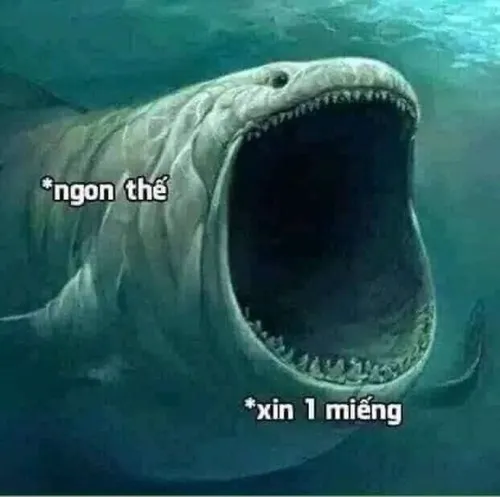 26 Cá mập voi đội mũ len đỏ lững lờ gần tàu ngầm nhỏ, kích thước lớn đối lập vẻ hiền làm cảnh thêm duyên