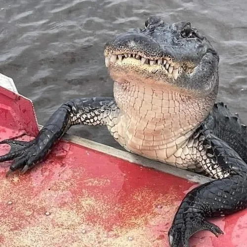 81 80