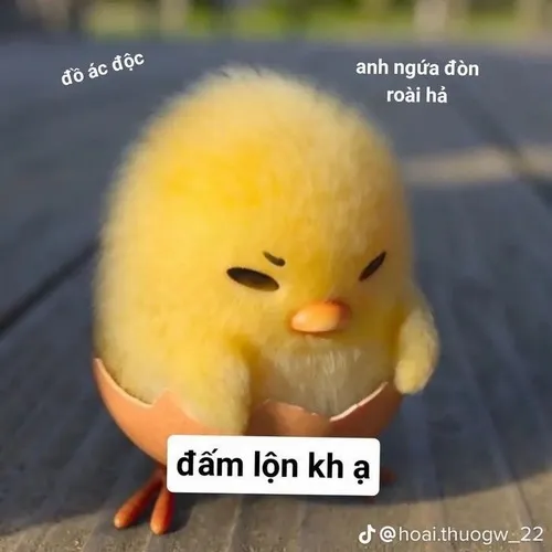 13 Gà con vàng cau mặt với caption đấm lộn không ạ, biểu cảm hờn dỗi tạo cảm giác đang thách thức rất non nớt