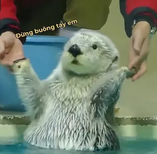 24 Ảnh rái cá hài hước ghi lại cảnh rái cá sông thò đầu khỏi mặt nước, đôi tai nhỏ làm vẻ tò mò rõ hơn