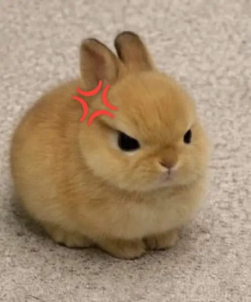 25 Thỏ Bunny trong khung vẽ hoạt hình cầm cà rốt, nụ cười ranh mãnh làm liên tưởng kiểu chào hỏi vừa thân vừa trêu