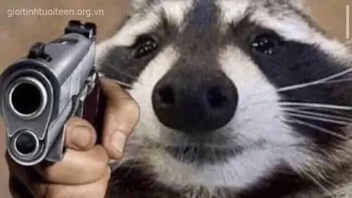 32 Meme súng ống chú mèo đen mặc áo len đỏ cầm vũ khí nhựa, ánh mắt liếc ngang trông như đang giữ sĩ diện