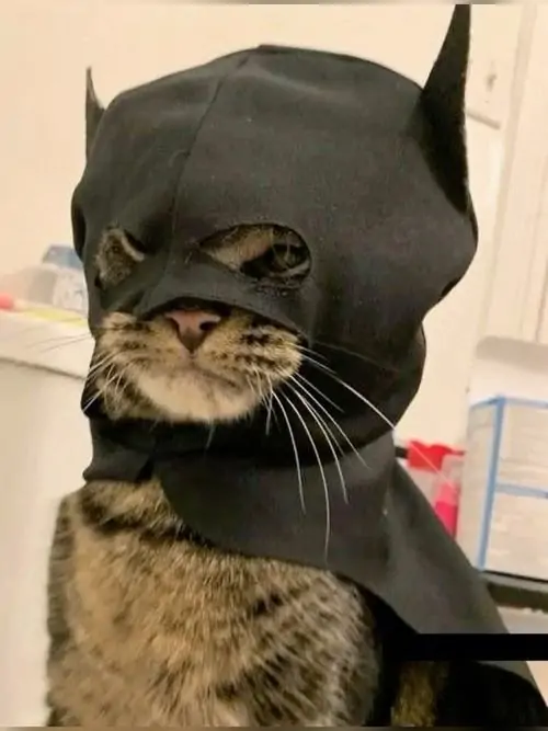 21 Mèo mướp đội mũ Batman màu đen đứng sát tường, đôi mắt lim dim khiến bộ đồ siêu anh hùng mất hẳn vẻ ngầu
