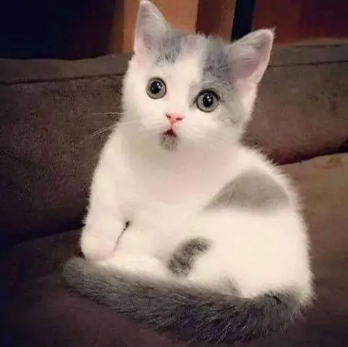 35 Trong ứng dụng nhắn tin, cô bạn mặc áo khoác đỏ che miệng, phản hồi nhanh trước tin yêu lại người cũ quá khó đỡ