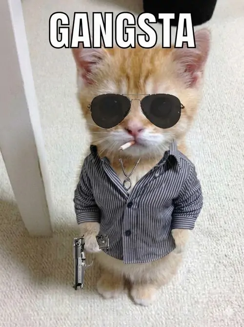 1 Chú mèo đeo kính đen và áo sơ mi đứng thẳng dưới chữ Gangsta, tay cầm súng nhỏ tạo vẻ ngầu khá buồn cười