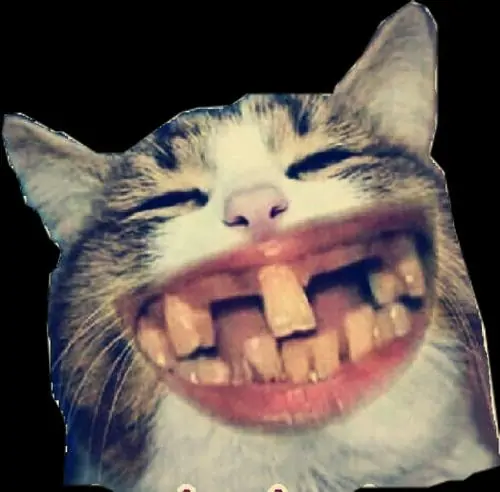 18 Chú mèo với hàm răng giả quá khổ cười nhe răng sát ống kính, bối cảnh tối làm nét troll càng nổi bật