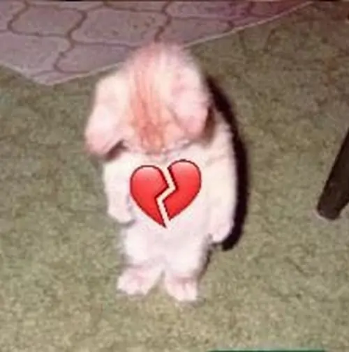 27 Mèo con quay lưng ngồi trên nền nhà, hình trái tim vỡ đặt giữa lưng làm cảnh thất tình trở nên vừa thương vừa buồn