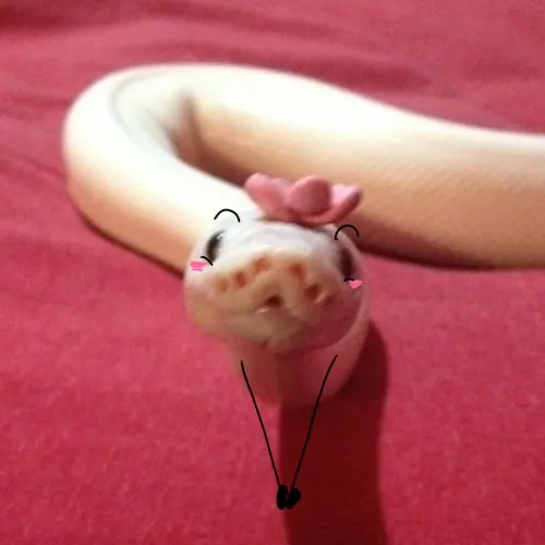 58 57