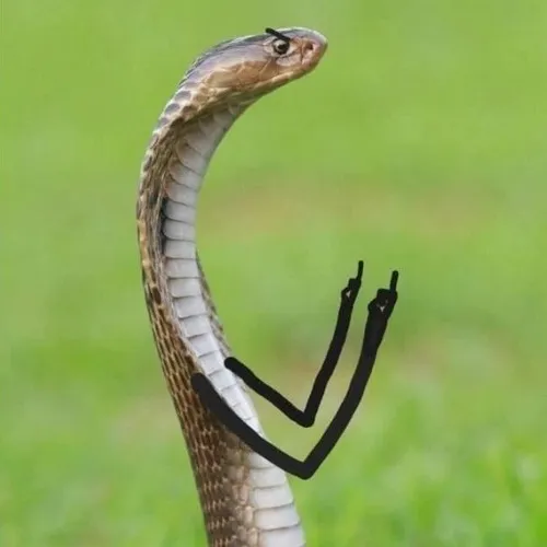 64 63