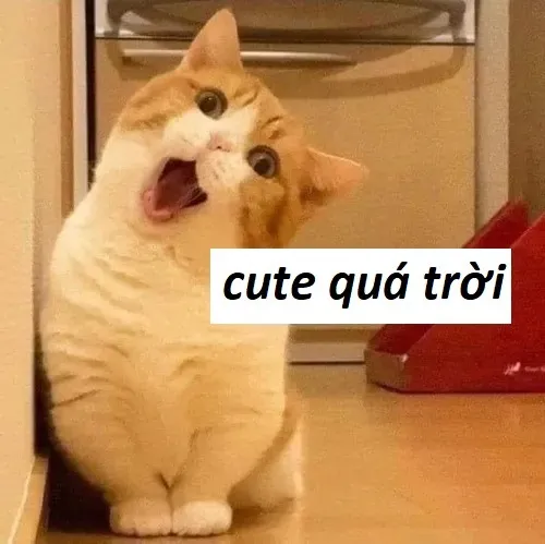 155 Ảnh Meme Khen Ngợi Khen Xinh Đẹp Khi Muốn Tán Thưởng Bạn Bè Đầy Tiếng Cười
