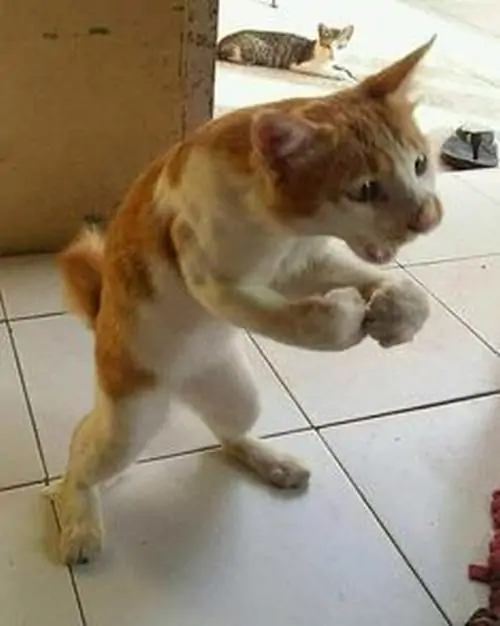 41 Góc chụp từ thấp làm mèo xám đứng bên cửa nhìn cao ngạo, bối cảnh hành lang khiến dáng đi như sếp tuần tra