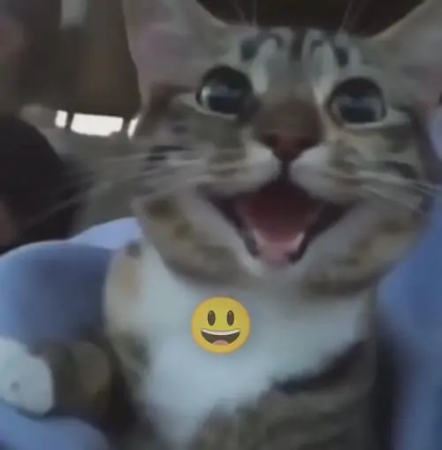 55 54
