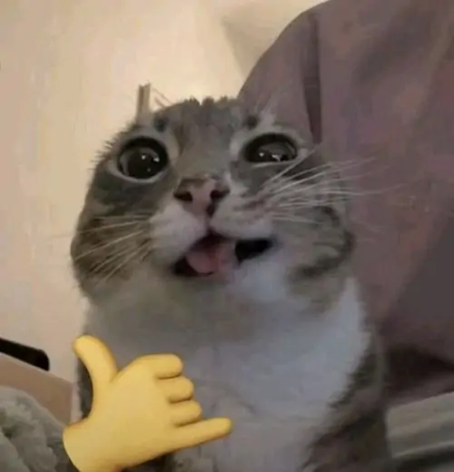 40 Meme chế mèo cười tươi bắt khoảnh khắc chú mèo vùi mặt vào gối, nhe răng như đang cười vì quá ngại