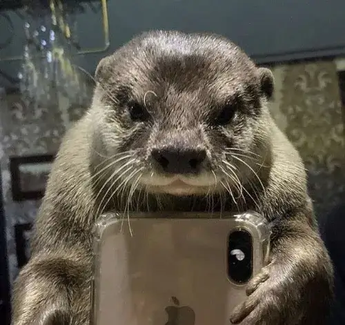 81 80