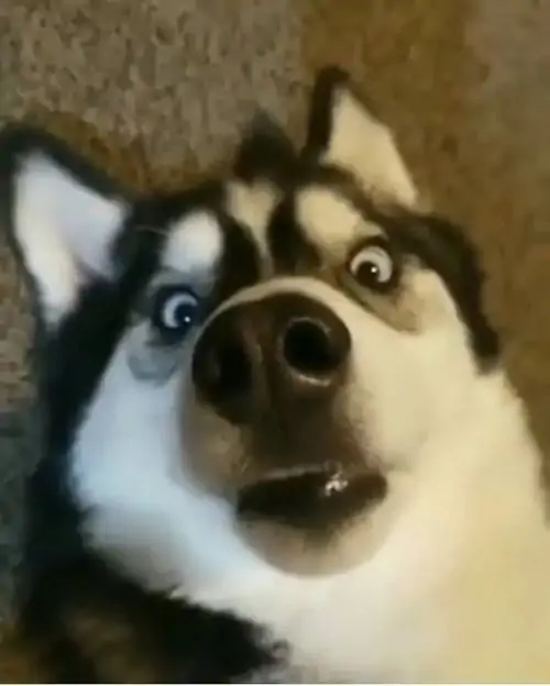 78 77