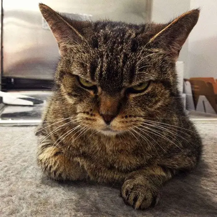 100 99