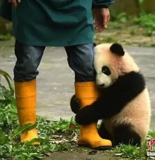 30 Em bé mặc áo vàng chỉ tay vào hộp bánh rỗng, mắt mở to như phát hiện vụ án trong nhà bếp