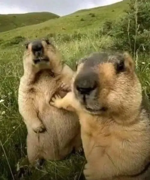 58 57