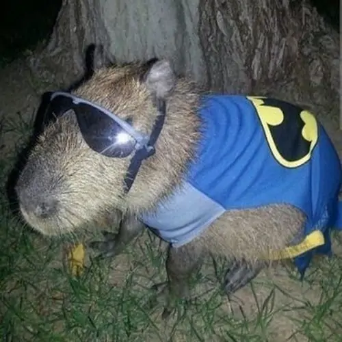 62 61