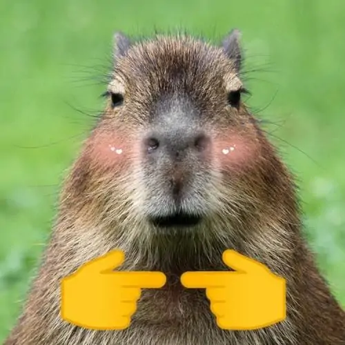 66 65