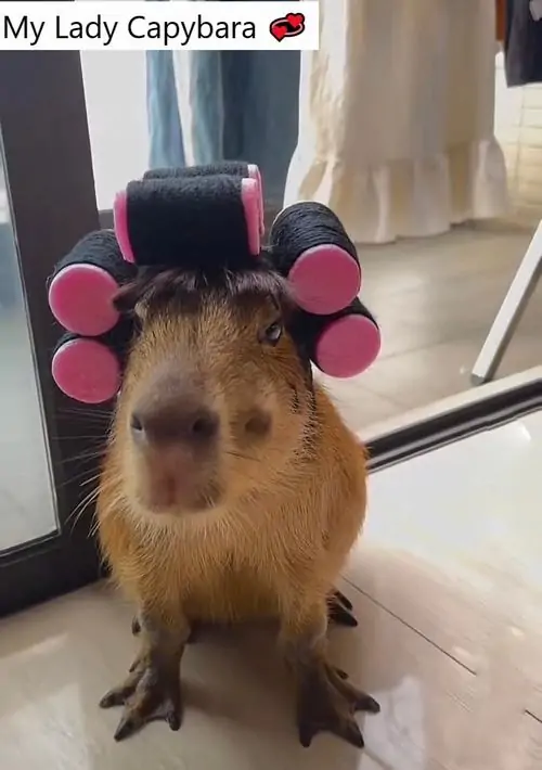 68 67