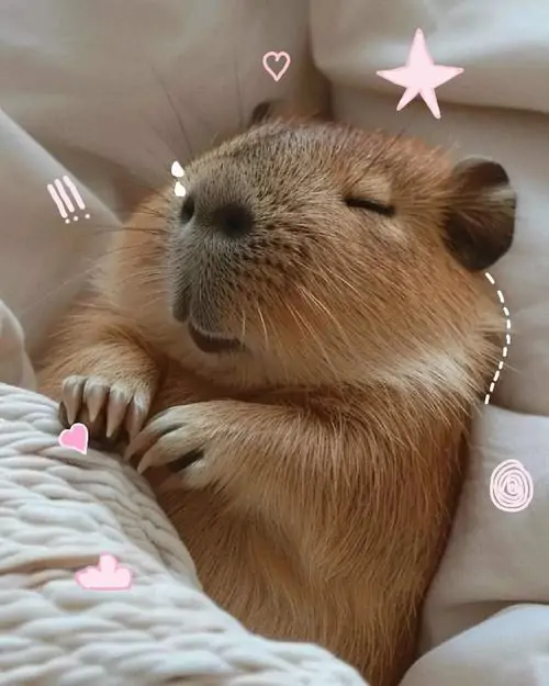 42 Gort ngồi cạnh thú cưng trên bãi cỏ, khả năng kết bạn của Capybara làm khung hình trở thành lời nhắc sống chậm