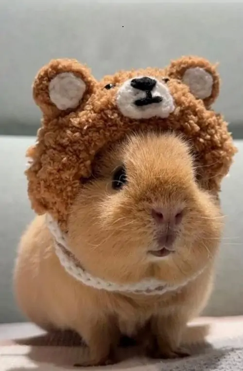 50 49